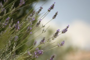 Lavendel J